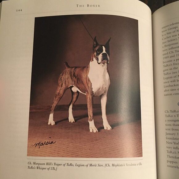 The Boxer Family Favorite by Stephanie Abraham - Picture 6 of 9